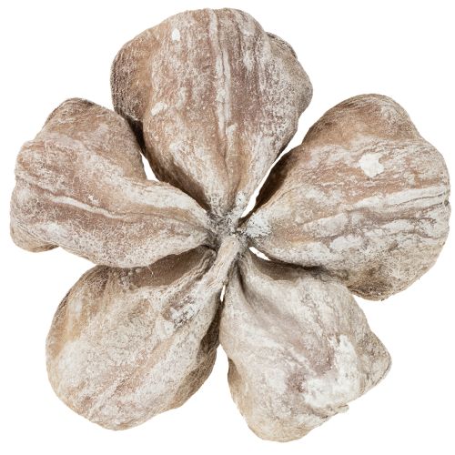 Landlotus fehérre mosott 6-12cm 50 db | Floristik24.hu