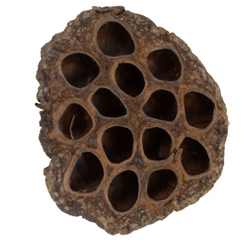 tételeket Lótuszhagyma nagy 100 db natúr