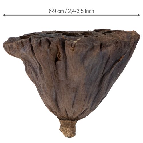 tételeket Lótuszhagyma nagy 100 db natúr