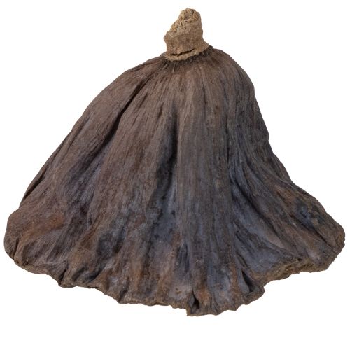 tételeket Lótuszhagyma nagy 100 db natúr