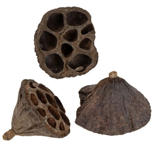 Floristik24 Lótuszhagyma kicsi 100 db natúr