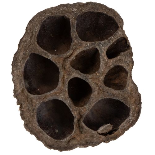 Floristik24 Lótuszhagyma kicsi 100 db natúr