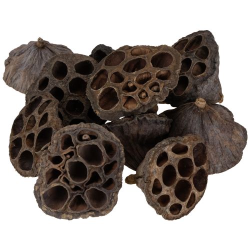 Lótuszhagyma kicsi 100 db natúr | Floristik24.hu
