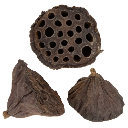 Floristik24 Lotus dugattyú közepes 100 db natúr