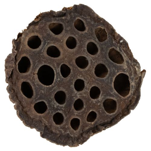 Floristik24 Lotus dugattyú közepes 100 db natúr