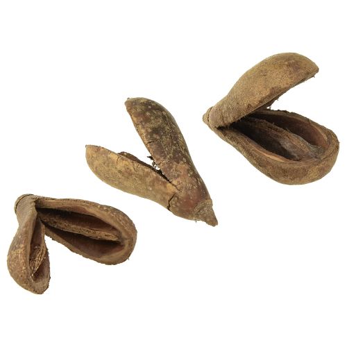 Floristik24 Mike Fruit Natural Materials Bagon Fruit Natural 8cm 50 db