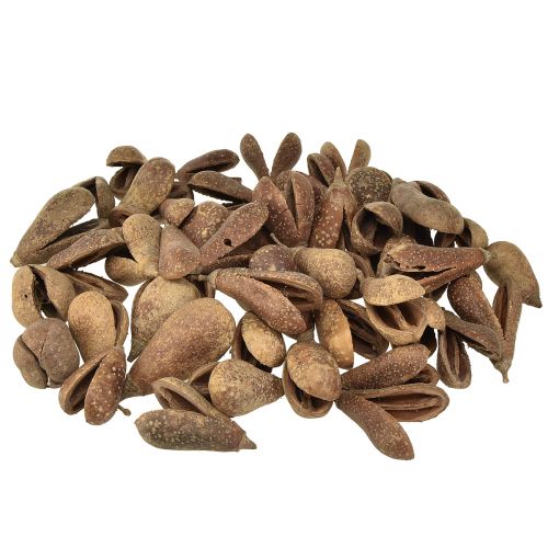 Floristik24 Mike Fruit Natural Materials Bagon Fruit Natural 8cm 50 db