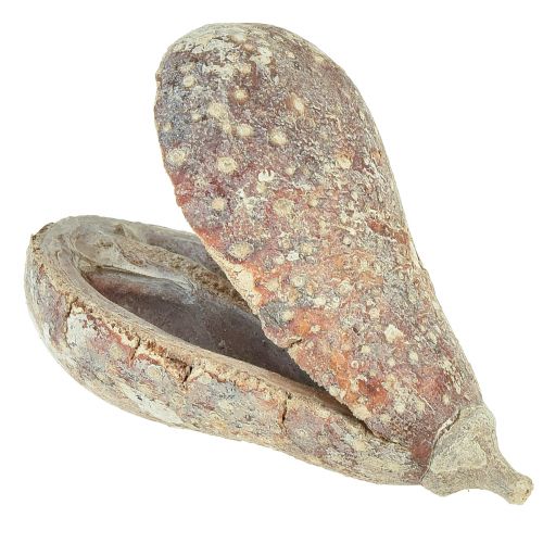 Floristik24 Mike Gyümölcs egzotikum szárított fehér mosott 4-6cm 50 db