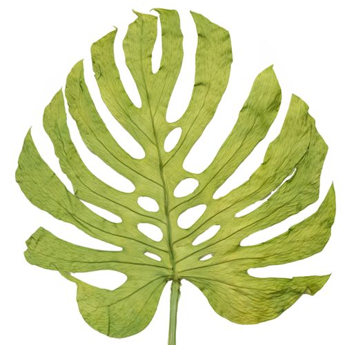 Dekoratív szörnylevelek bohém és városi dzsungel dekorációhoz