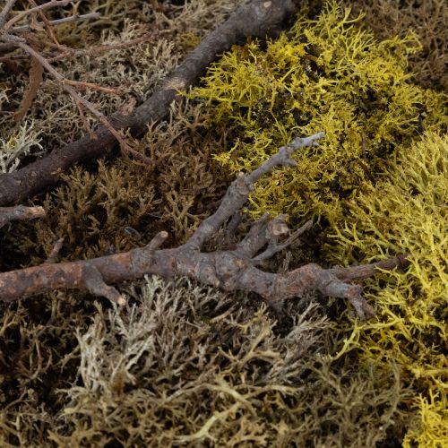 tételeket Moha kép, igazi moha kép kerettel, tartósított, 40×30cm