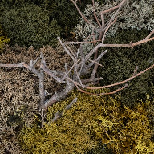 tételeket Mohakép, valódi tartósított moha és gallyak, natúr, 60×40cm