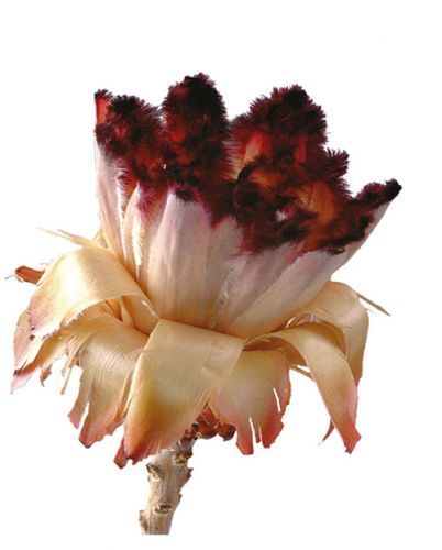 Floristik24 Nerifolia Bud 250 db