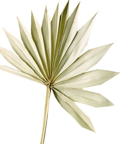 tételeket Palmspear Sun Natur Szárított pálmalevél Naturdeko 30St