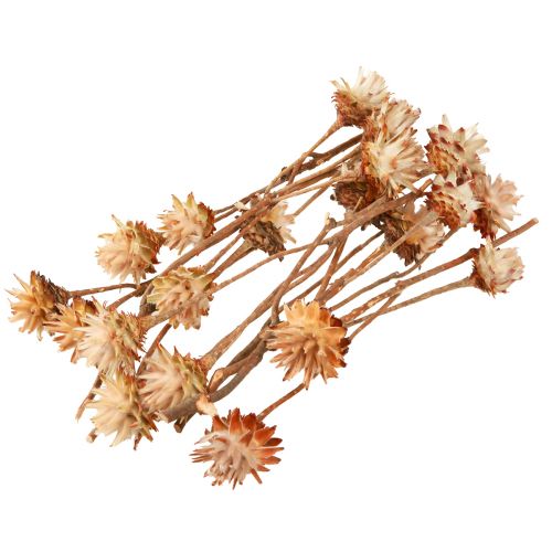 tételeket Leucospermum Plumosum Silver Tree Blossoms Light 25 db