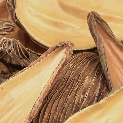 tételeket Gyümölcs és mag kapszula hüvely Pradeep Pods 9-12 cm natúr 50 db