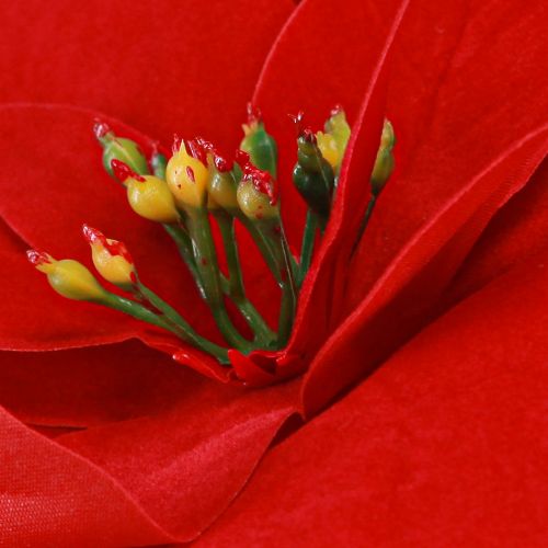 tételeket Pompás karácsonyi csillag - Mikulásvirág piros színben - 46 cm 6 db 2 csokor