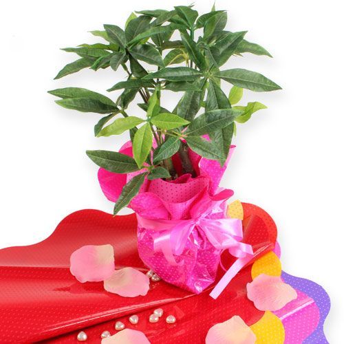 Floristik24 Rondella mandzsetta Ø40cm piros 50db