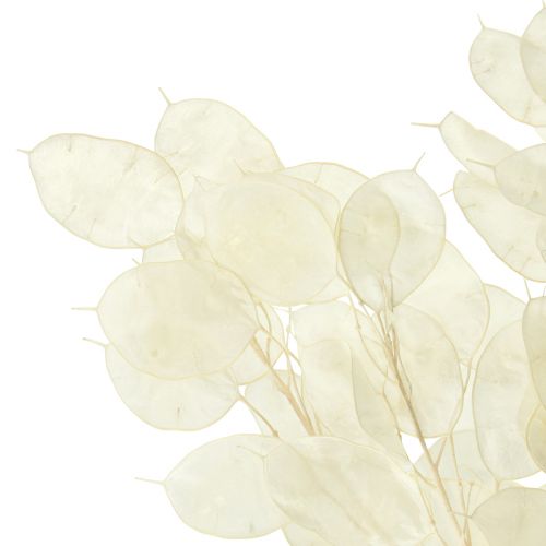 Floristik24 Ezüst Leaf Moon Violet Lunaria Tartósított L70cm 20g