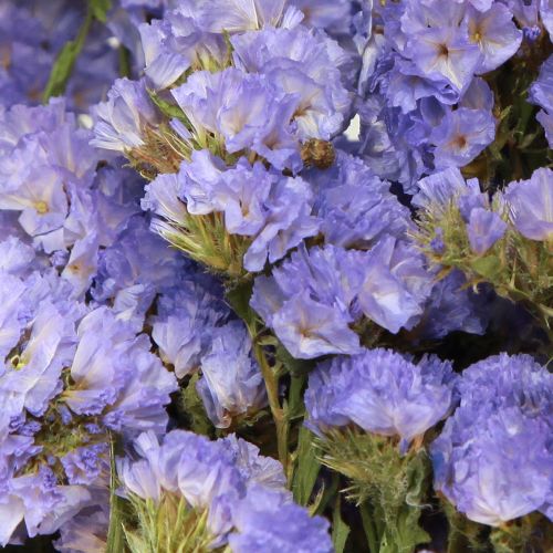 Floristik24 Sea Lilac Purple Statice Limonium sinuatum szárított virágok 60cm 50g