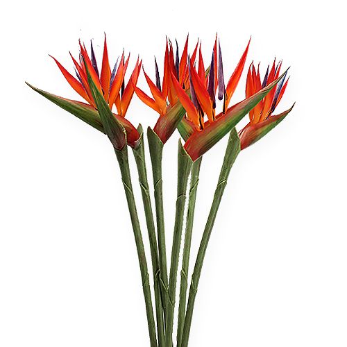 Strelitzia 65cm (6db)
