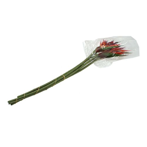 Floristik24 Strelitzia 65cm (6db)