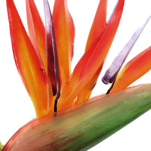 Floristik24 Strelitzia 65cm (6db)