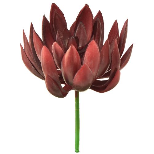 Floristik24 Zamatos Echeveria mesterséges zöld növények piros Ø12cm 19,5cm