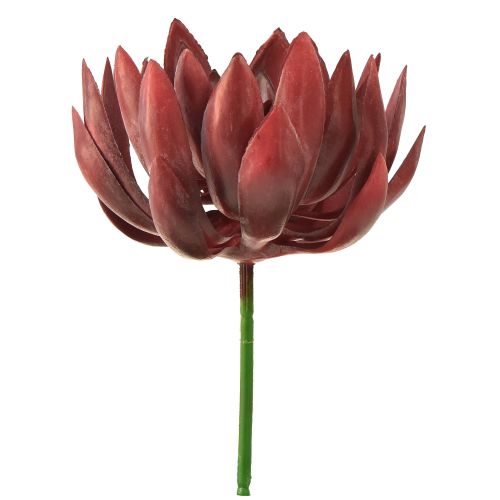 Floristik24 Zamatos Echeveria mesterséges zöld növények piros Ø12cm 19,5cm