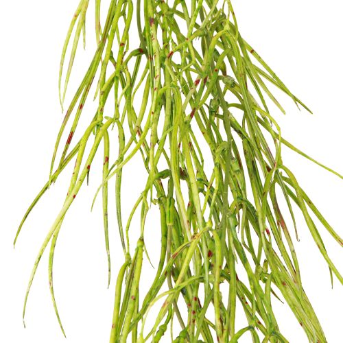 tételeket Zamatos függőzöld 145cm