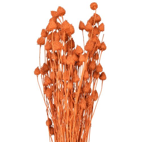 tételeket Szárított virágok száraz bogáncs eper bogáncs narancs 100g