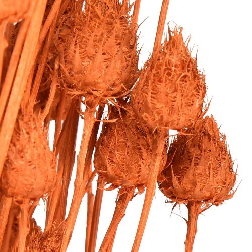 tételeket Szárított virágok száraz bogáncs eper bogáncs narancs 100g