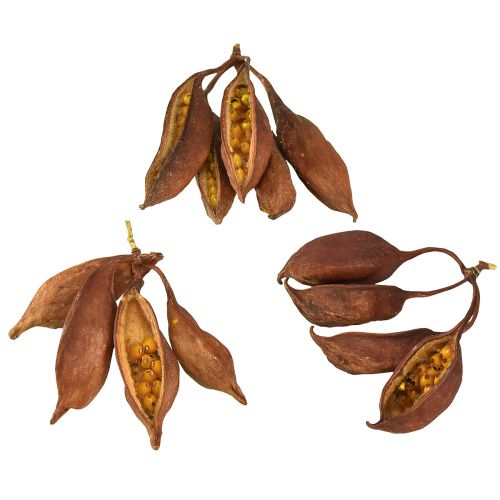 tételeket Száraz dekorációs Brachyciton természetes palackfa 5-10cm 1kg