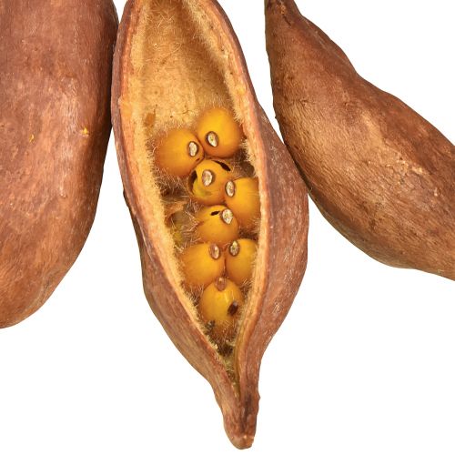 tételeket Száraz dekorációs Brachyciton természetes palackfa 5-10cm 1kg