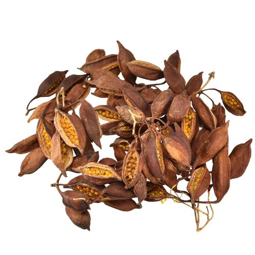 tételeket Száraz dekorációs Brachyciton természetes palackfa 5-10cm 1kg