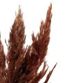 Floristik24 Pampa fű deco szárított vörös barna száraz virágkötő 70cm 6db