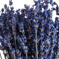 Floristik24 Szárított levendula csokor szárított virág kék 25cm 75g