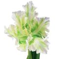 Floristik24 Művirág papagáj tulipán műtulipán zöld fehér 69cm