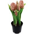 Floristik24 Mesterséges tulipán cserépben Tulipán Barack művirág 22cm