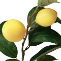 Floristik24 Dekoratív citromág 6 műcitrommal 100cm