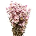 Floristik24 Szalmavirág szárított virágok fehér rózsaszín 20-35cm csokor 40g