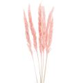 Floristik24 Pampa fű deco, pampa fű szárított pampa fű rózsaszín 72cm 6db