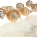 Floristik24 Capiz kagyló csigaház dekoráció tengeri barna fehér 600g