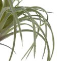 Floristik24 Tillandsia Succulent mesterséges zöld növények 13cm