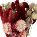 Floristik24 Szárított virágcsokor szalma virágok Phalaris piros 30cm