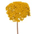 Floristik24 Achillea Natur Gelb szárított cickafark virág sárga 1kg