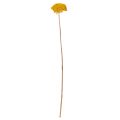 Achillea Natur Gelb szárított cickafark virág sárga 1kg | Floristik24.hu