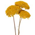 Achillea Natur Gelb szárított