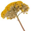 Achillea Natur Gelb szárított