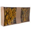 Achillea Natur Gelb szárított