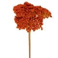 Floristik24 Achillea Orange szárított virágok, cickafark, 45-60cm, 1kg